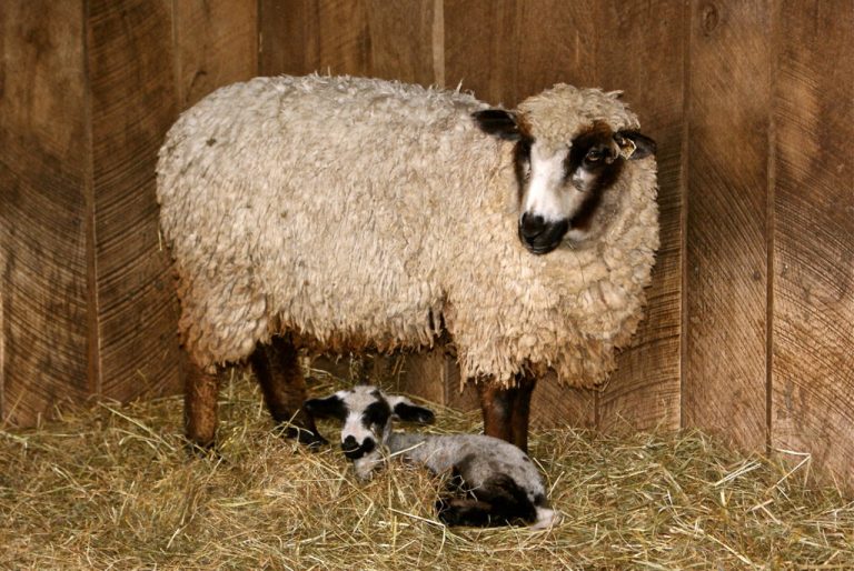 5 Critical Sheep Breeds for the Homestead - Countryside